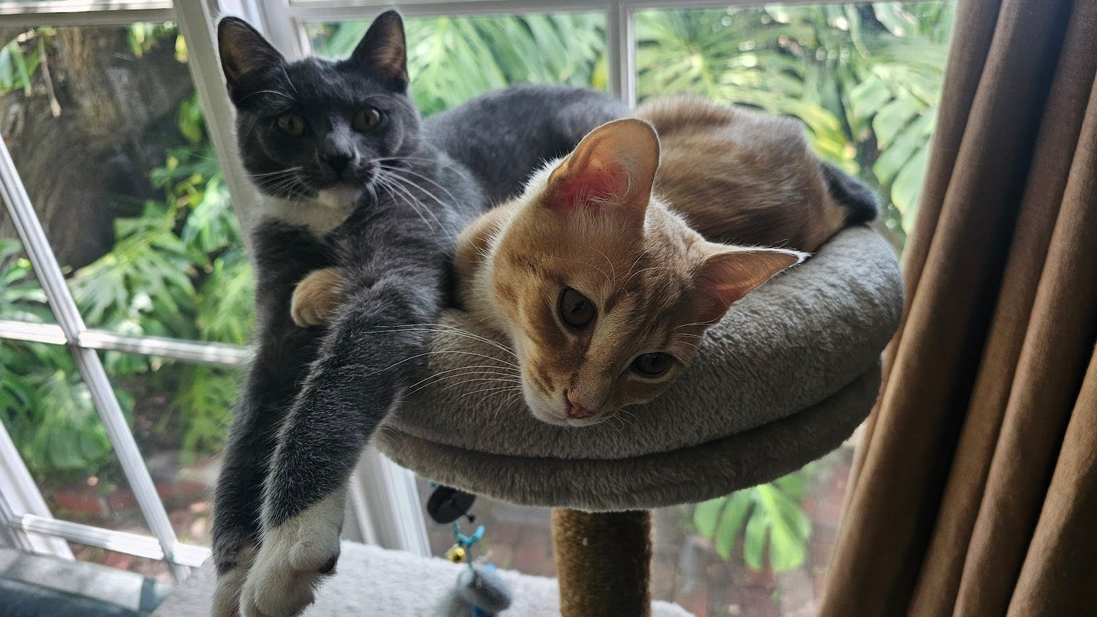 Two young cats, a grey and an orange, cuddling atop a cat tree in front of a garden window.